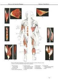 Belisario: Descripciones anatómicas