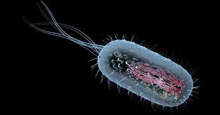 Las células procariotas