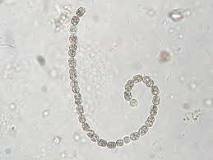 Los organismos pluricelulares