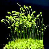 Las plantas terrestres