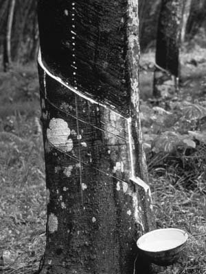 LA GUERRA DEL CAUCHO