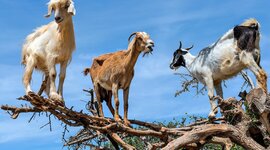 Timeline: Historia los ovinos y caprinos en Colombia