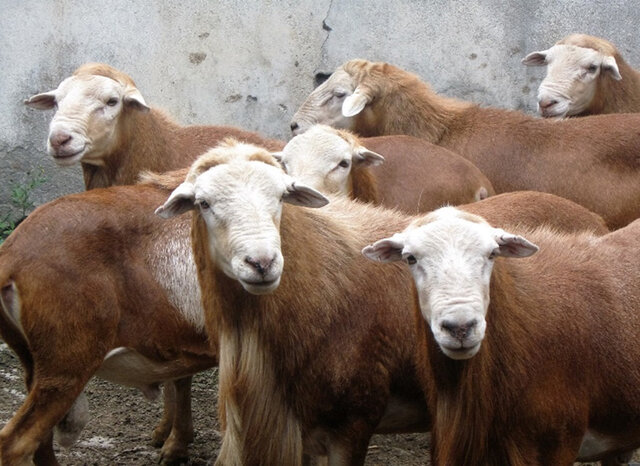 Introducción del ovino de pelo