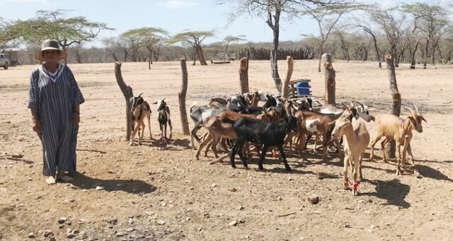 Estimación de cabras