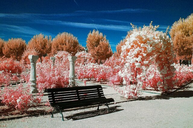 Pel·lícula infrarroja