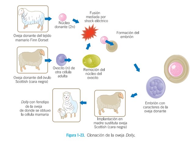 Clonación del primer mamífero