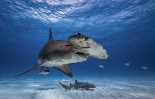 Modern Cenozoic Era (Present-Day)