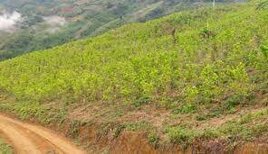 cultivo de coca como principal ingreso en el Bajo Cauca