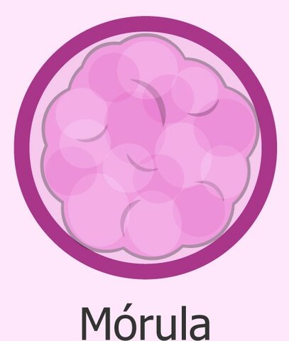 Dia 4 Morula