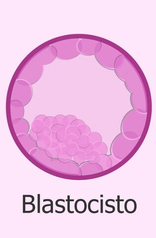 Dia 5 Blastocisto