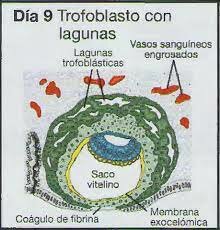 Dia 9 periodo lacunar