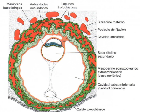 Dia 13  Cavidad coriónica