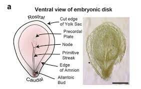 Dia 19 Pedículo de fijación