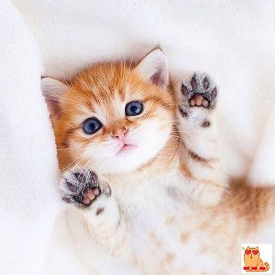 Timeline: Вероніка Дворцова Таймлайн