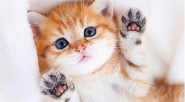 Timeline: Вероніка Дворцова Таймлайн