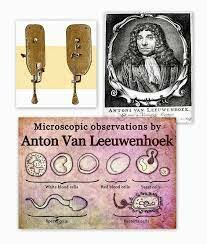 Los “animálculos”. Anton van Leeuwenhoek (1632-1723)