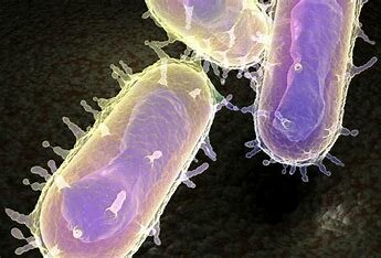 The Last Bubonic Plague Outbreak