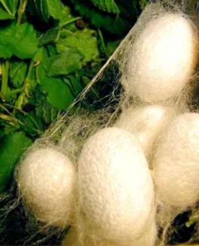 Создание в Нухе Практической школы Шелководства