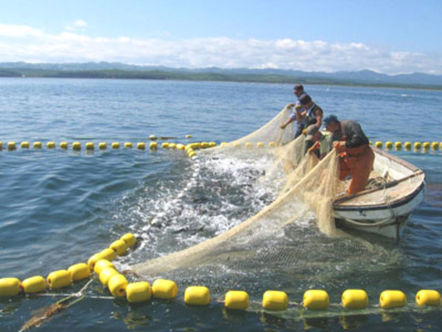 Применение коммерческой компании сальянская казеная опека в результате перехода рыбных промыслов вдоль реки Кура