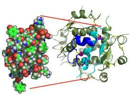 Aislamiento de la Insulina