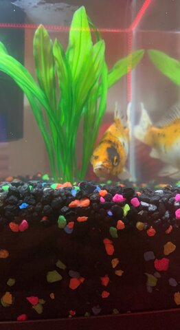 The day I got my fish