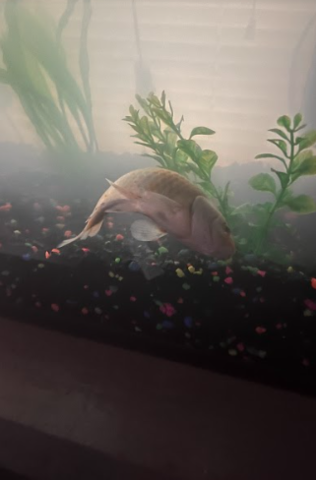 My fish's death