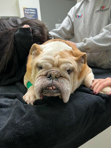 Family Dog Passed away