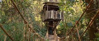 The Tree House