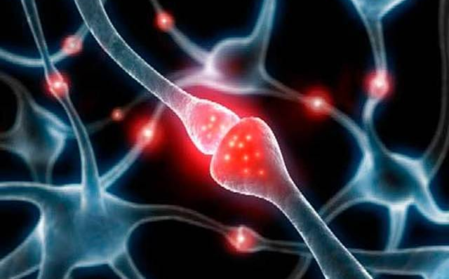 Demostración de la neurotransmisión