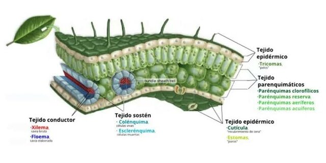 Descubrimiento de la Célula. (Robert Hooke)