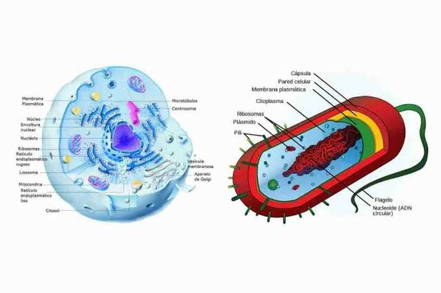 Se observa Célula eucariota y procariota. (Anton Van Leeuwenhoek)