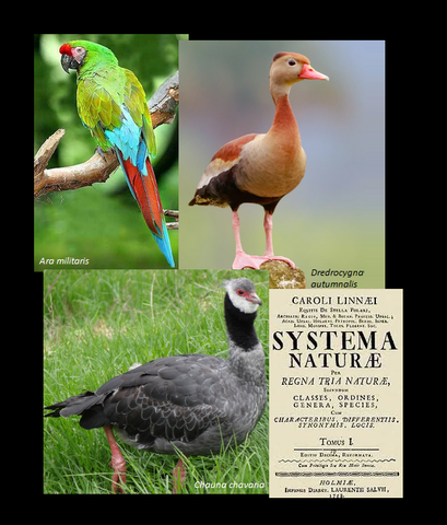 Systema Naturae, 1776