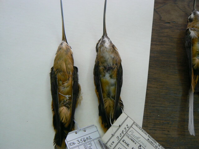 Colecciones ornitológicas
