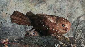 Borrero, Olivares & Hernández