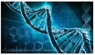 sede dell'informazione genetica