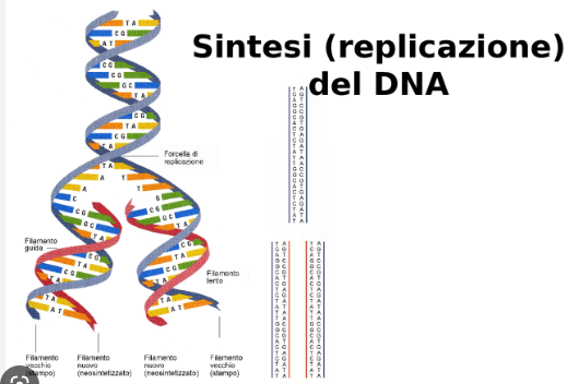 riproduzione del DNA