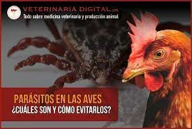 Parasitología en aves