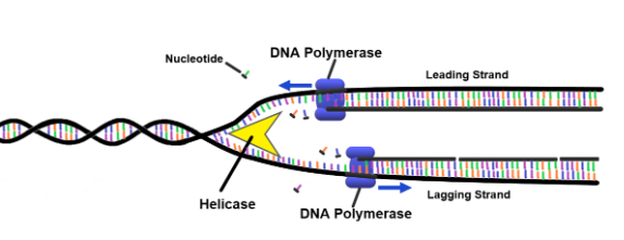 DNA polimerasi