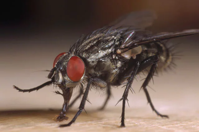 Alle superiori-La mosca