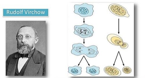 Toda célula proviene de otra. Rudolf Virchow (1821-1902)