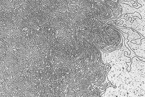 Se descubrió la cromatina. Walther Flemming (1843-1905)