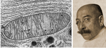 Se observaron las mitocondrias. Carl Benda (1857-1932)