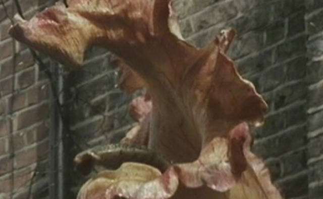 The Day of the Triffids: A very British disaster