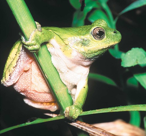 Annual frog and toad survey begins