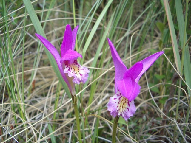 Plants added to state Endangered/Threatened list