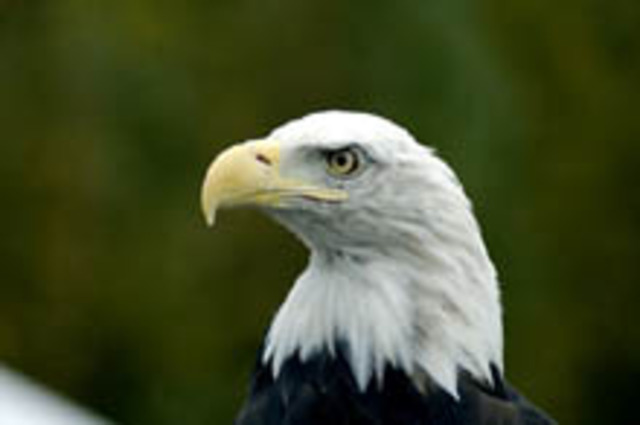 Endangered Species Act takes effect