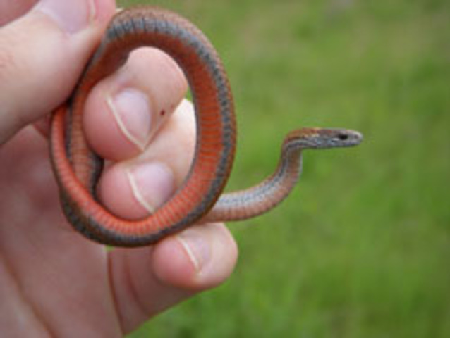 Native frogs, lizards, snakes protected