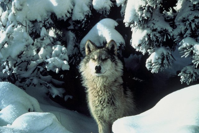 Gray wolf removed from state E/T list