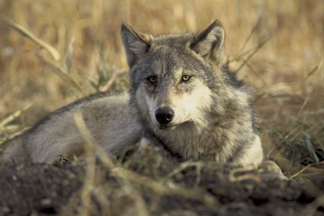 Gray wolves return naturally