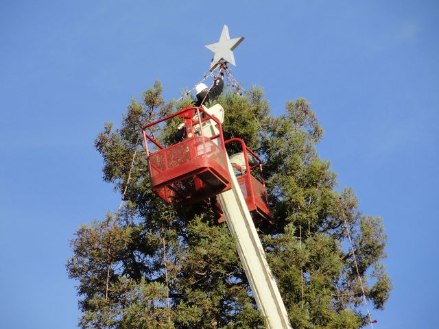 Campbell Tree Lighting Returns